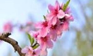 天津国色天香活动：赏花赏景，共赴春日盛宴