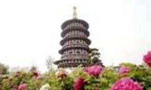 天津国色天香：绽放的美丽与文化
